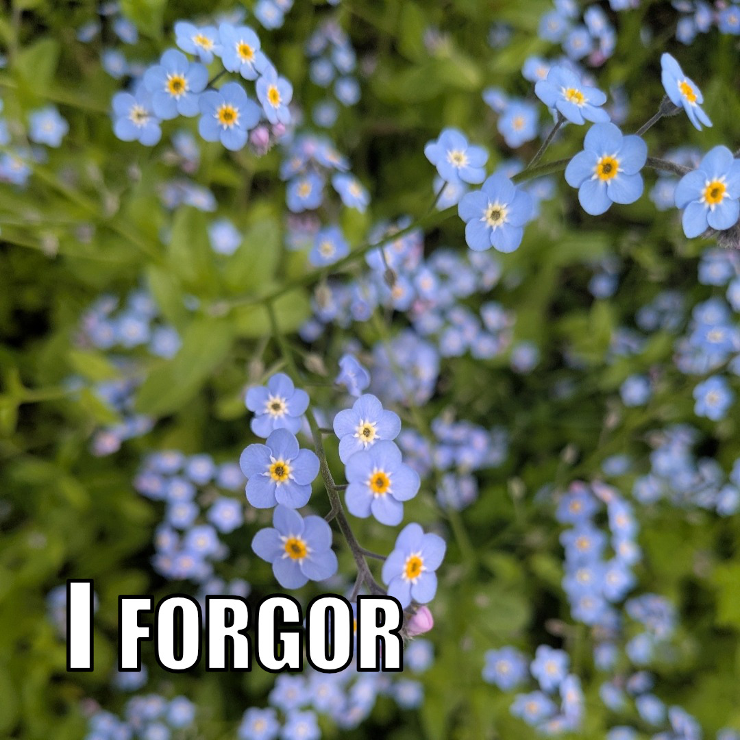 I forgor (forget-me-nots)